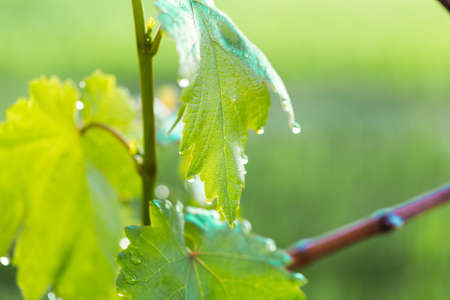 Beautiful water drop on leaf at nature close-up macro. Fresh juicy green leaf in droplets of morning dew outdoors.の写真素材