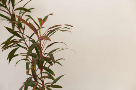 plant in the Modern home interior. Vintage table with a potted plant. Empty white wall in background. Copy space for text.の写真素材