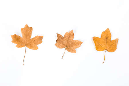texture, background. Leaves yellow hues of red and gold. On white background.の写真素材