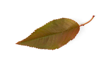 texture, background. Leaves yellow hues of red and gold. On white background.の写真素材