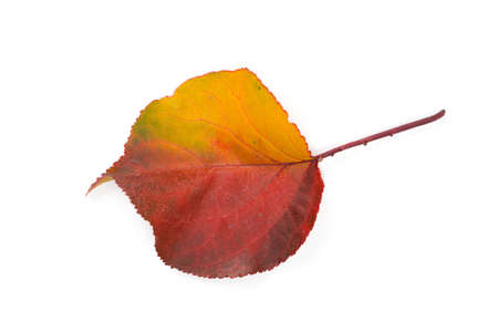 texture, background. Leaves yellow hues of red and gold. On white background.の写真素材