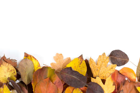 texture, background. Leaves yellow hues of red and gold. On white background.