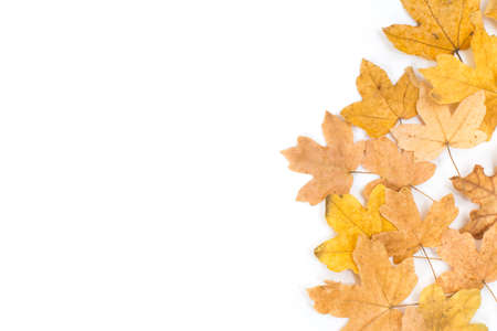 Set of beautiful colorful autumn leaves isolated on white