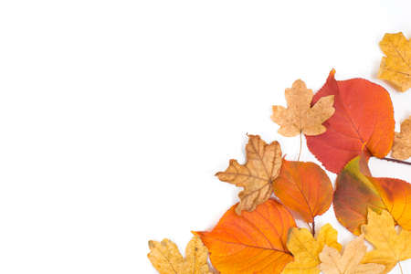 Set of beautiful colorful autumn leaves isolated on white