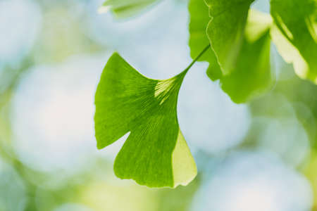 Ginkgo biloba green leaves on the tree. Ginkgo biloba tree leaves with sunbeams. healing. herbal medicineの写真素材