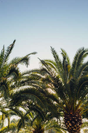 Tropical jungle, palm leaves on a sunny day, sky.の写真素材