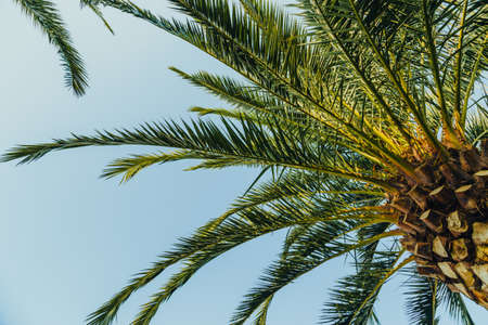 Tropical palm leaves with sunbeams, floral drawing background, real photoの写真素材