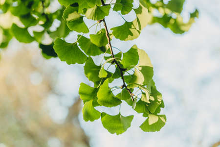 Ginkgo biloba green leaves on the tree. Ginkgo biloba tree leaves with sunbeams. healing. herbal medicineの写真素材