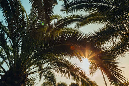 Tropical jungle, palm leaves on a sunny day, sky.の写真素材