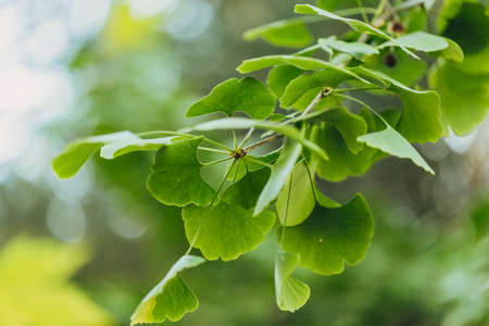 Ginkgo biloba green leaves on the tree. Ginkgo biloba tree leaves with sunbeams. healing. herbal medicineの写真素材