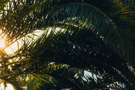 Tropical jungle, palm leaves on a sunny day, sky.の写真素材