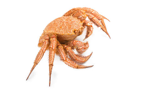 crab quadrangular hairy or red crab isolated on white