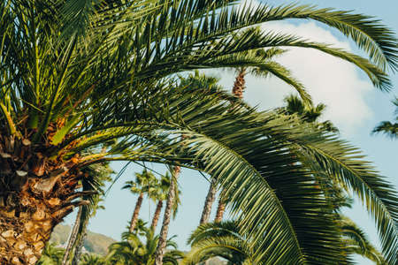 Tropical palm leaves with sunbeams, floral drawing background, real photoの写真素材