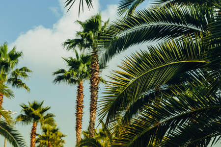 Tropical palm leaves with sunbeams, floral drawing background, real photo