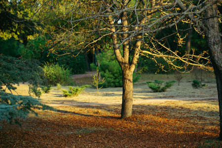 Beautiful tree in autumn with fallen leaves. bokeh leaves out of focus from nature forest. autumn...