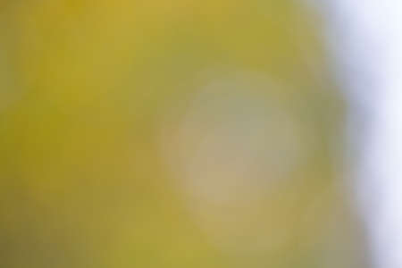 Abstract blurred nature background with bokeh for creative designs. Green leaves bokeh out of focus background from nature forest.の写真素材