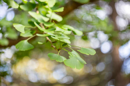 Ginkgo tree (Ginkgo biloba), also known as the ginkgo or gingko outside in the parkの写真素材