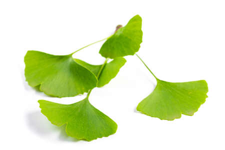 green leaves of Ginkgo biloba isolated on white background.の写真素材