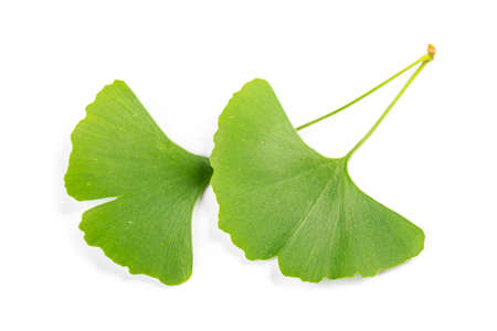 green leaves of Ginkgo biloba isolated on white background.の写真素材