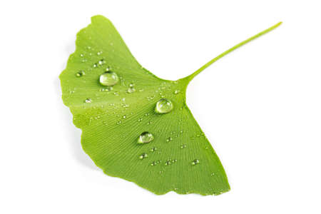 green leaves of Ginkgo biloba with water drops or dew isolated on white background.の写真素材