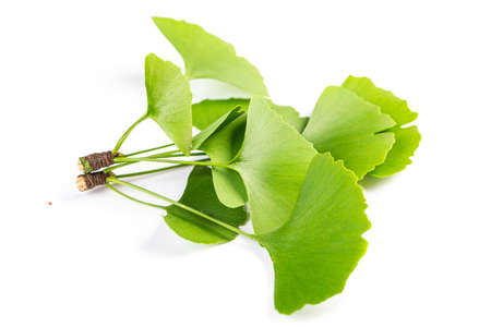 green leaves of Ginkgo biloba isolated on white background.の写真素材