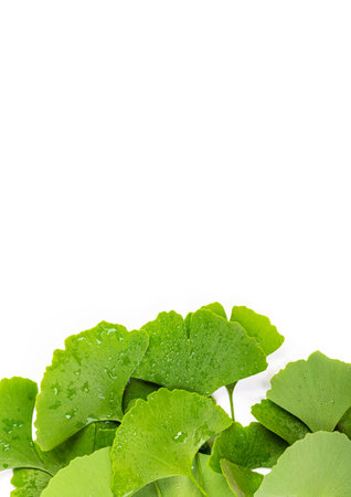 green leaves of Ginkgo biloba with water drops or dew isolated on white background.の写真素材