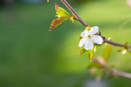 spring flower buds on a tree. spring, fruit treesの写真素材