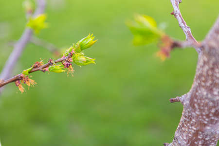 beautiful spring tree branches with leaves and flower buds