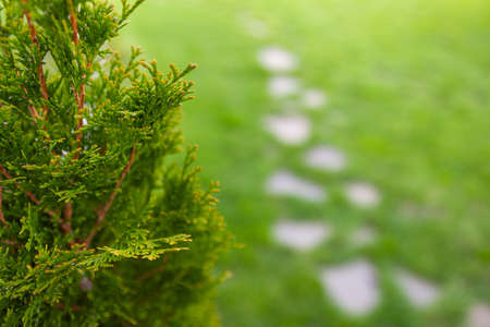 beautiful branch with young leaves against the background of a green lawn