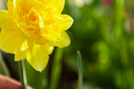daffodils in a flower bed in the garden, landscaping. spring flowersの写真素材