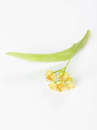Fresh flowers and leaves of linden isolated on white backgroundの写真素材