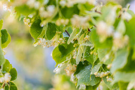 Linden yellow blossom of Tilia cordata tree (small-leaved lime, little leaf linden flowers or...