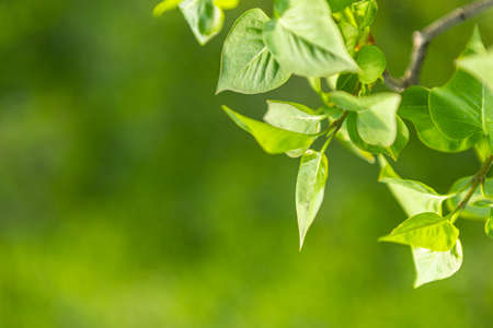 beautiful young leaves on a deerva branch on the background of a lawn landscaping.の写真素材