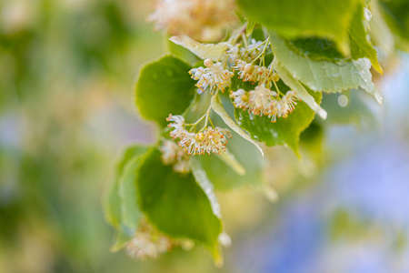 Linden yellow blossom of Tilia cordata tree (small-leaved lime, little leaf linden flowers or small-leaved linden bloom), banner close up. Botany blooming trees with white flowers.の写真素材