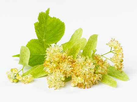 isolated beautiful fresh linden flower on white backgroundの写真素材