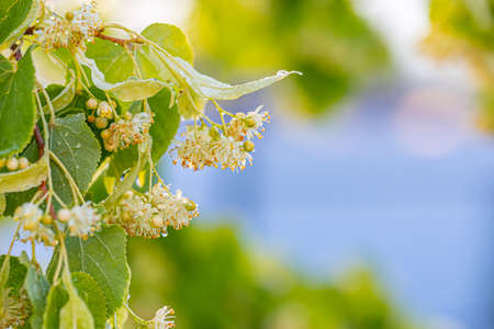 Linden, linden blossom with green leaves on a tree in summerの写真素材