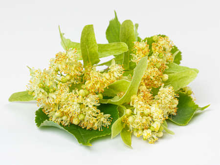Linden flowers with leaves isolated on a white background. Limetree.の写真素材