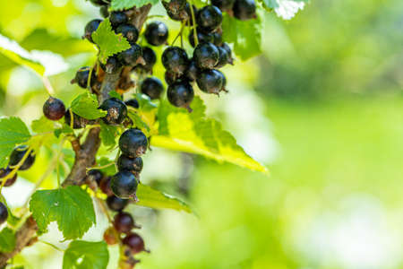 Beautiful black ripe currant on a branch in the garden on a green backgroundの写真素材
