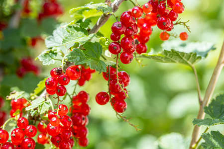 Ripe red currants with green leaves on a bush close-up as a background.の写真素材