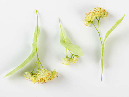 Linden flowers with leaves isolated on a white background, top view. Branch of the flowering linden.の写真素材
