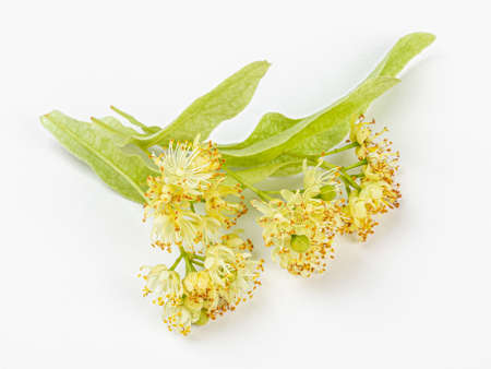 isolated beautiful fresh linden flower on white backgroundの写真素材