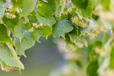 Linden yellow blossom of Tilia cordata tree (small-leaved lime, little leaf linden flowers or...