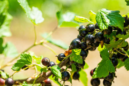 Beautiful black ripe currant on a branch in the garden on a green background