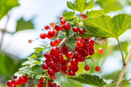 Ripe red currants with green leaves on a bush close-up as a background.の写真素材