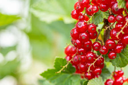 Macro shot of ripening red currant berries. high quality photoの写真素材