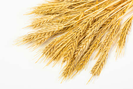 Seeds of ripe wheat on a white background. A whole crop of wheat germ. spikelet of wheat for flour...