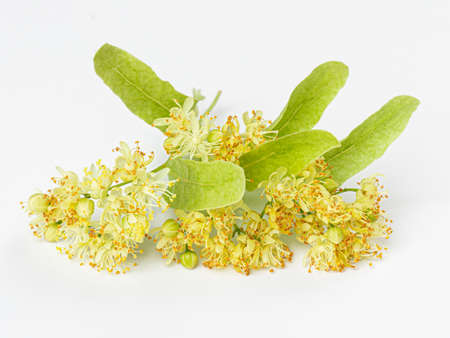 Linden flowers with leaves isolated on a white background. Limetree.の写真素材