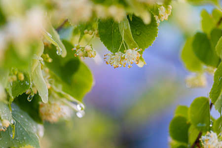 Linden yellow blossom of Tilia cordata tree (small-leaved lime, little leaf linden flowers or small-leaved linden bloom), banner close up. Botany blooming trees with white flowers.の写真素材