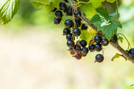 Beautiful black ripe currant on a branch in the garden on a green backgroundの写真素材