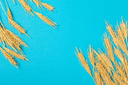 Ripe ears of wheat isolated on a blue background. Top view, flat lay of wheat groats grain deficiency. macro close-upの写真素材